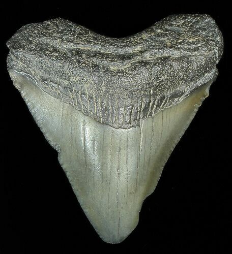 Juvenile Megalodon Tooth #69326
